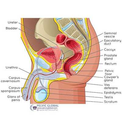 male pelvis pelvic floor